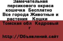 Замечательная персикового окраса кошечка. Бесплатно - Все города Животные и растения » Кошки   . Томская обл.,Кедровый г.